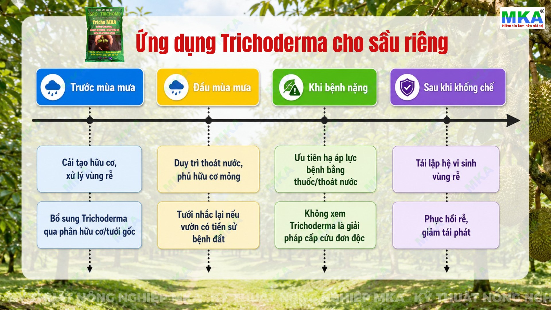 Trichoderma cho sầu riêng trong mùa mưa